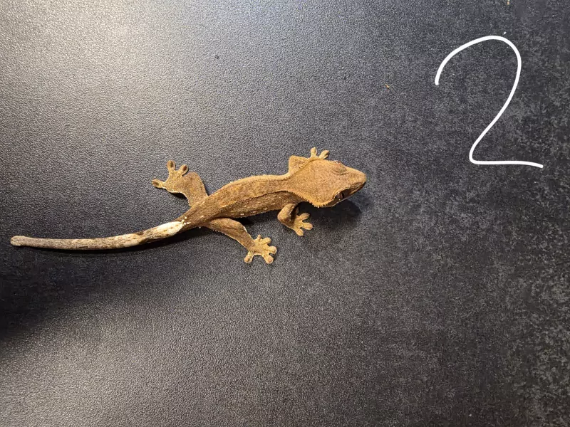 Wimper gecko - afbeelding 2