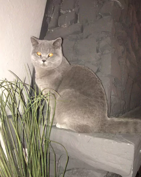 2lieve Brits korthaar poezen te koop - afbeelding 4