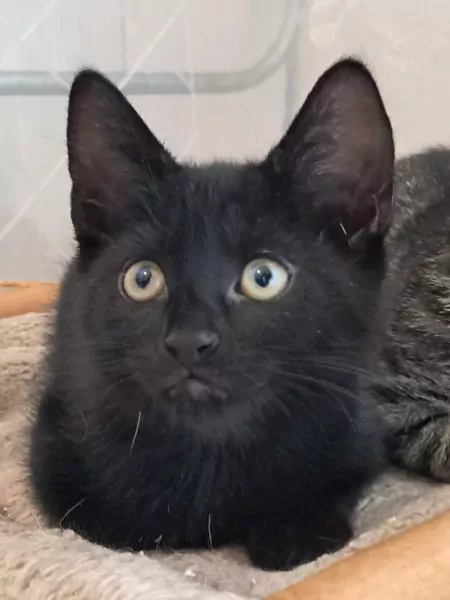 Lieve mix kitten zoekt nog een forever home - afbeelding 1