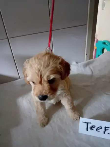 labradoodles - afbeelding 5