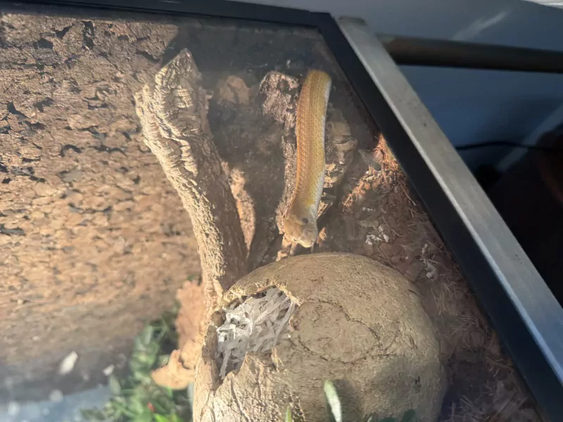 Rattenslang - 3,5 jaar oud gratis met terrarium - afbeelding 2