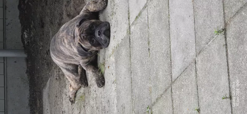 Bull mastiff buddy - afbeelding 6