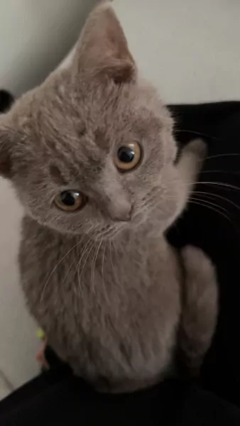 Kat te koop, brits korthaar. - afbeelding 4