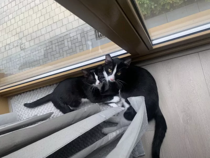 Kittens te koop - afbeelding 2