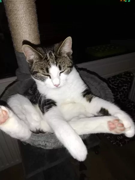 Zeer liefe poes aangeboden. - afbeelding 3