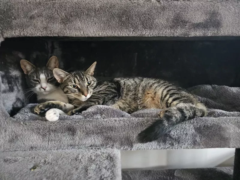 2 bijna 1jarige kittens te koop - afbeelding 5