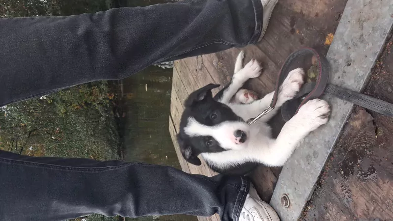 Sportieve border collie pup zoekt zijn mand - afbeelding 3