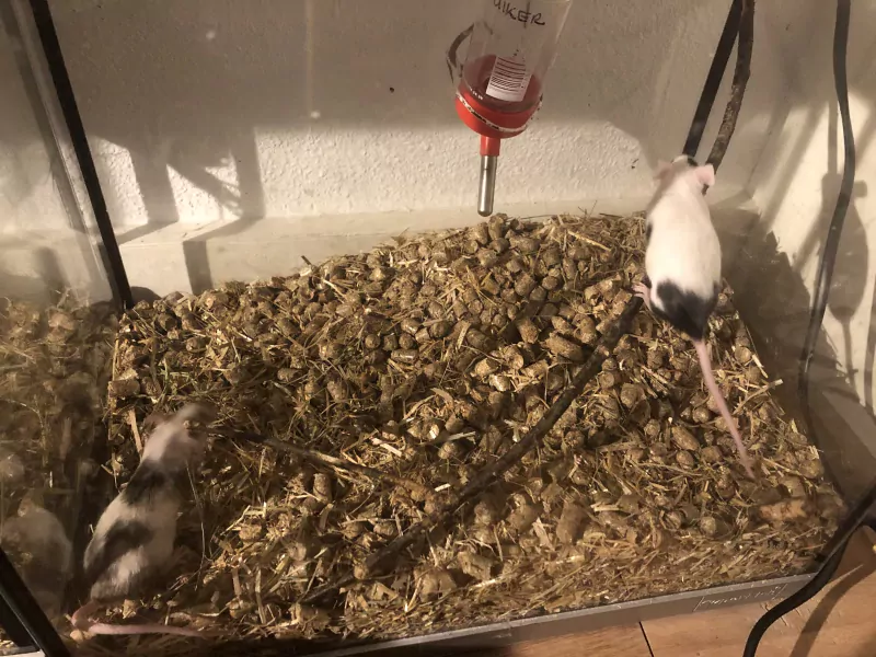 6 muizen in tweetallen te koop - afbeelding 2