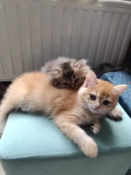 Britse korthaar kittens, bijna 12 weken oud - afbeelding 4