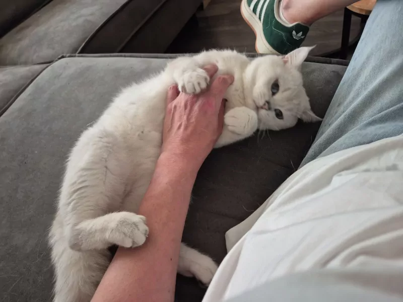 prachtige Britse Korthaar Kittens. Lief, Gezond - afbeelding 6