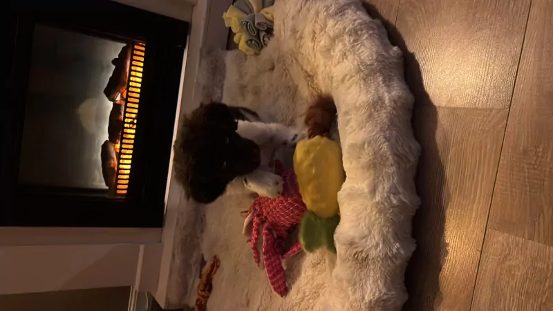 Friesche stabij pup 9 weken - afbeelding 4