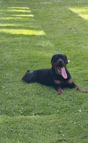 Rottweiler reu 1 jaar - afbeelding 2