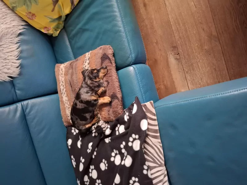 Dwergteckel kortharig teefje 12 weken - afbeelding 3