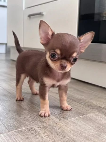 Lief chihuahua teefje 16 weken oud - afbeelding 2