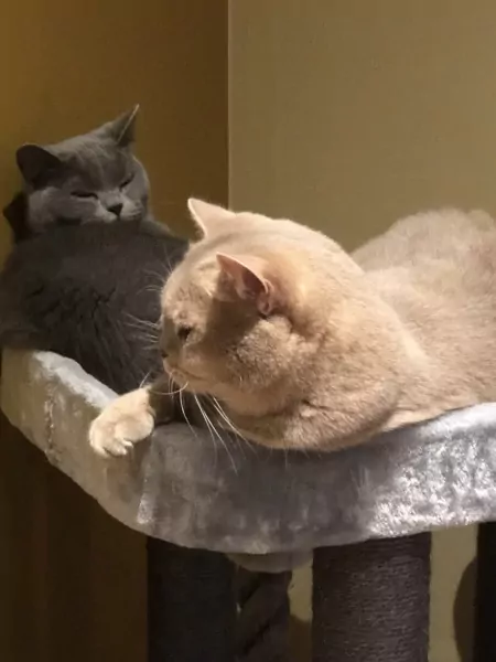 Twee Britse korthaar katers - afbeelding 3
