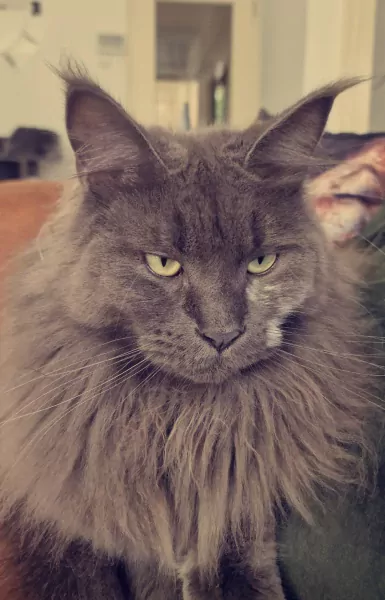 Maincoon poes kleur blauw - afbeelding 3