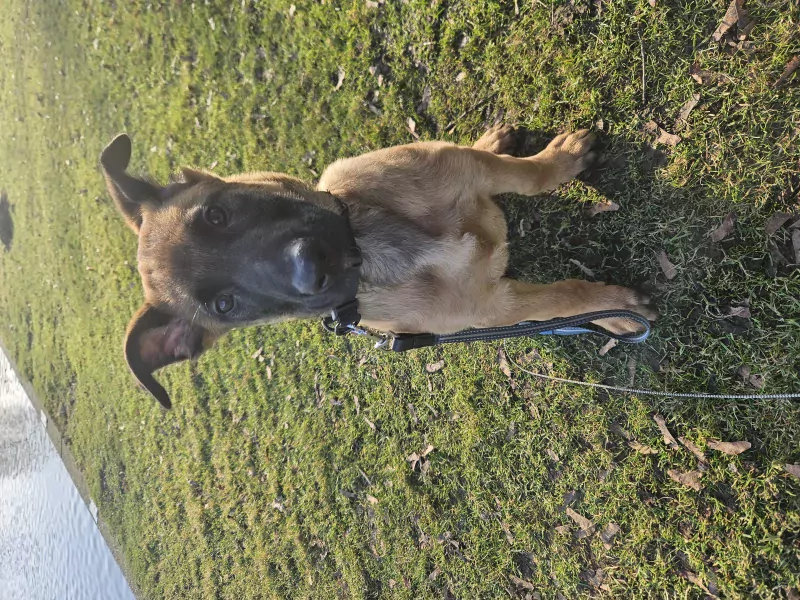 Mechelse herder - afbeelding 3