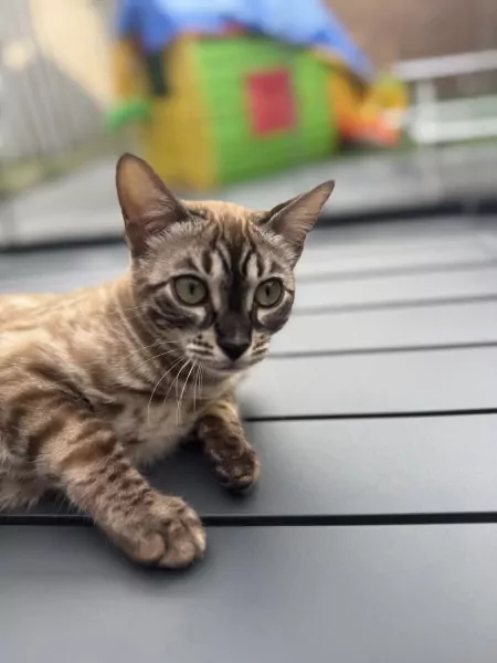 Bengaalse poes - afbeelding 4