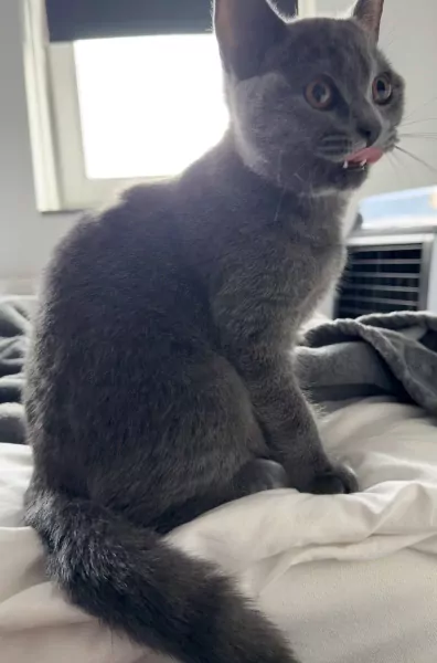 Raszuivere grijze britse korthaar kitten - afbeelding 3
