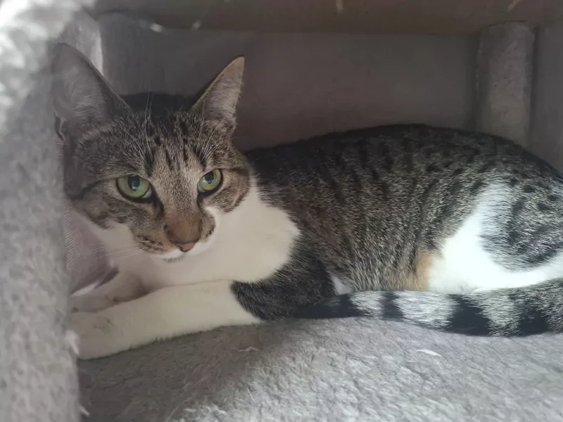 Poes Beau - afbeelding 3