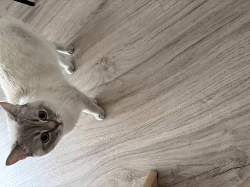 Prachtige Britse Korthaar kater zoekt een liefdevol thuis - afbeelding 3