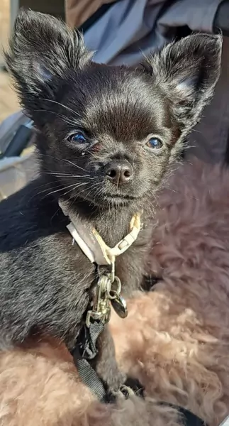 Chihuahua - afbeelding 2