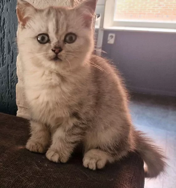 Britse Korthaar kater! - afbeelding 1