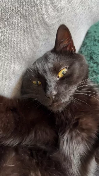 Lieve kater zoekt nieuw thuis - afbeelding 2