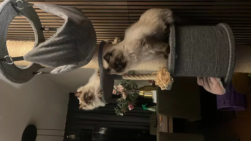 Milo en Moos 2 ragdolbroertjes - afbeelding 2