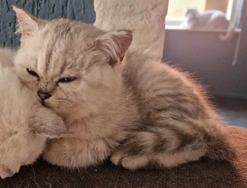 Britse Korthaar kater! - afbeelding 3