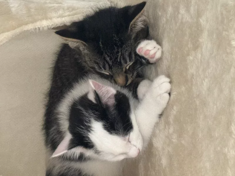 Kittens zoeken een nieuw, warm en liefdevol huisje. - afbeelding 4