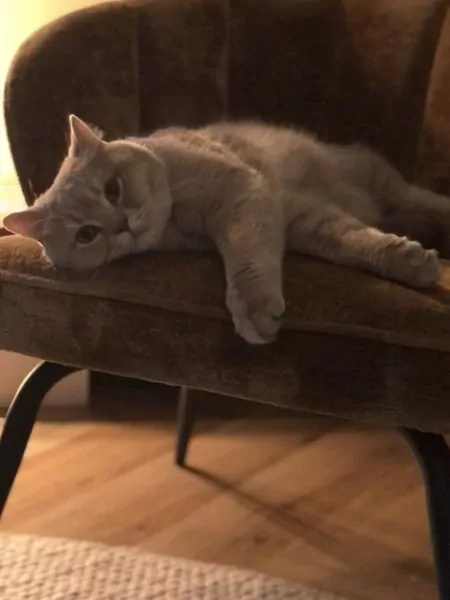 Twee Britse korthaar katers - afbeelding 2