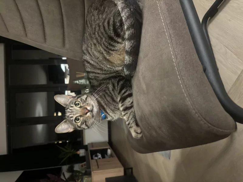 Ideale knuffel kat zoekt baasje - afbeelding 4