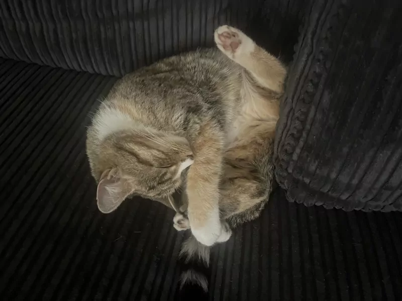 Britse korthaar vrouwtje - afbeelding 4