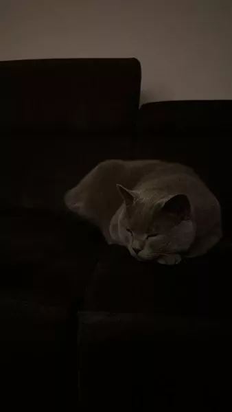 Poes te koop - afbeelding 3
