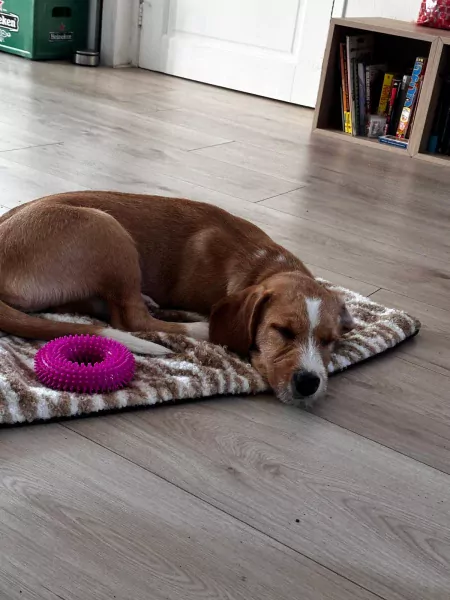 Lieve Tala zoekt een nieuw thuis - afbeelding 5