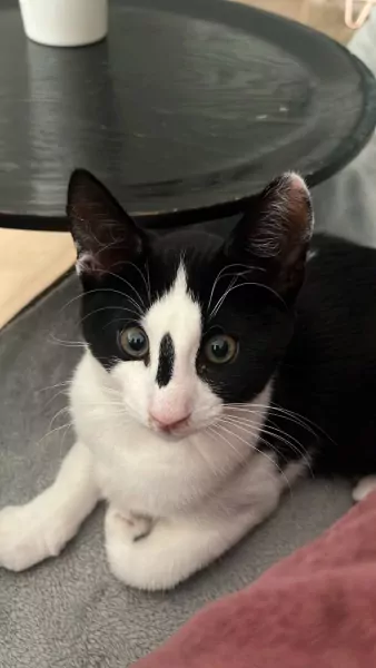 Jonge Kat Zoekt Leuke Baasje - afbeelding 5