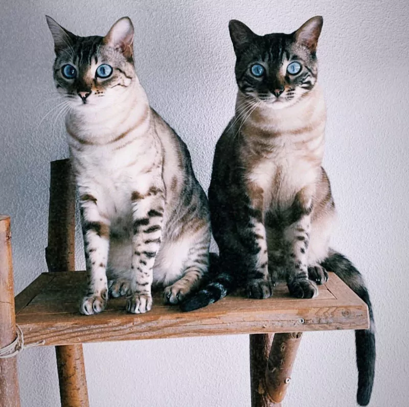 Bengaalse katten: broer en zus - afbeelding 2 Bengaalse katten: broer en zus - afbeelding 2