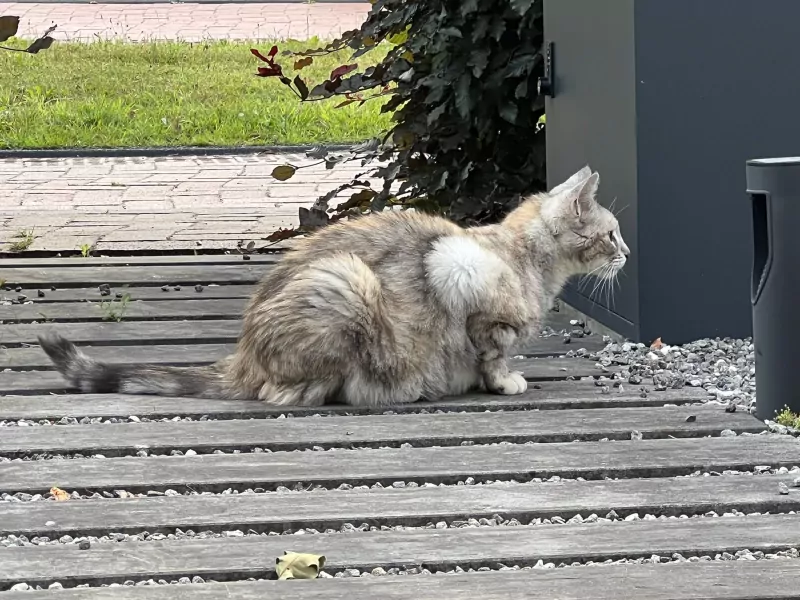 Prachtige kat zoekt huis - afbeelding 4