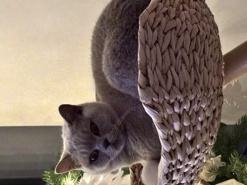 2lieve Brits korthaar poezen te koop - afbeelding 2