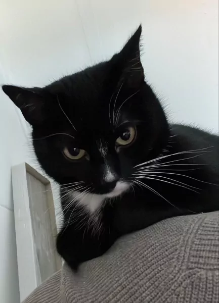 Lieve bailey zoekt nieuw huis - afbeelding 2