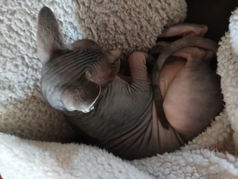 Sphynx kat Shilha zoekt een liefdevol huisje - afbeelding 2