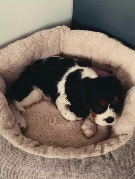 Puppy te koop van 4 maand - afbeelding 3