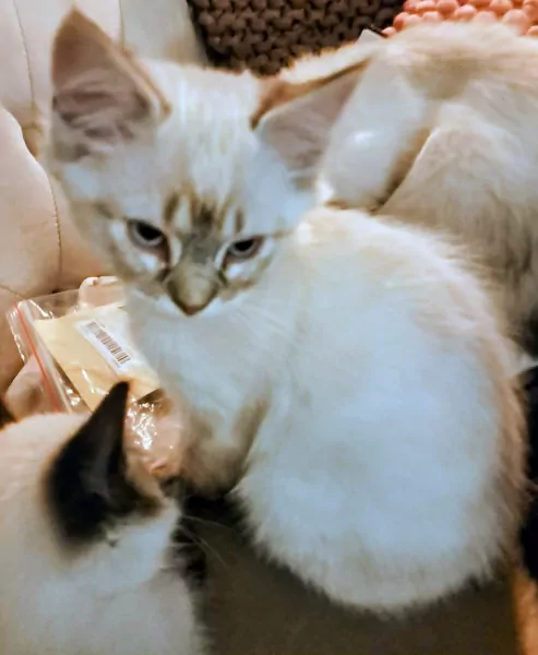 De allerliefste,zeer gespecialiseerde Ragdolls - afbeelding 4