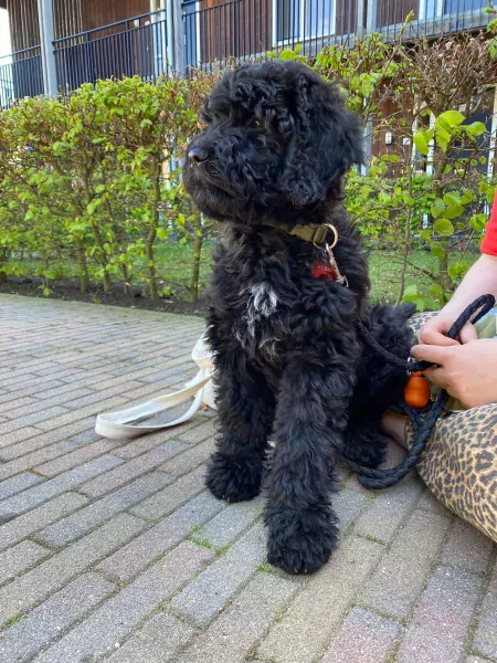 Bernerdoodle pup 6 maanden oud zoekt baasje - afbeelding 3