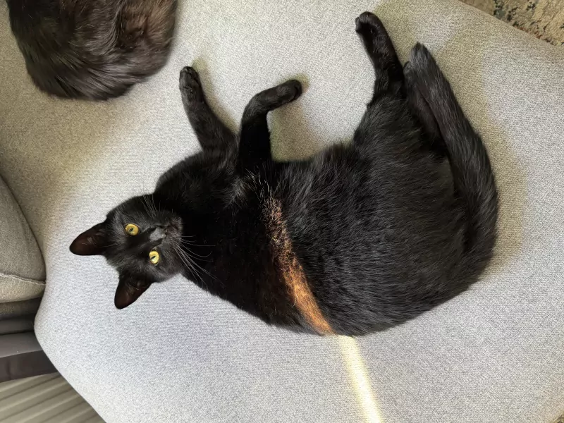 Lieve kater zoekt nieuw thuis - afbeelding 1