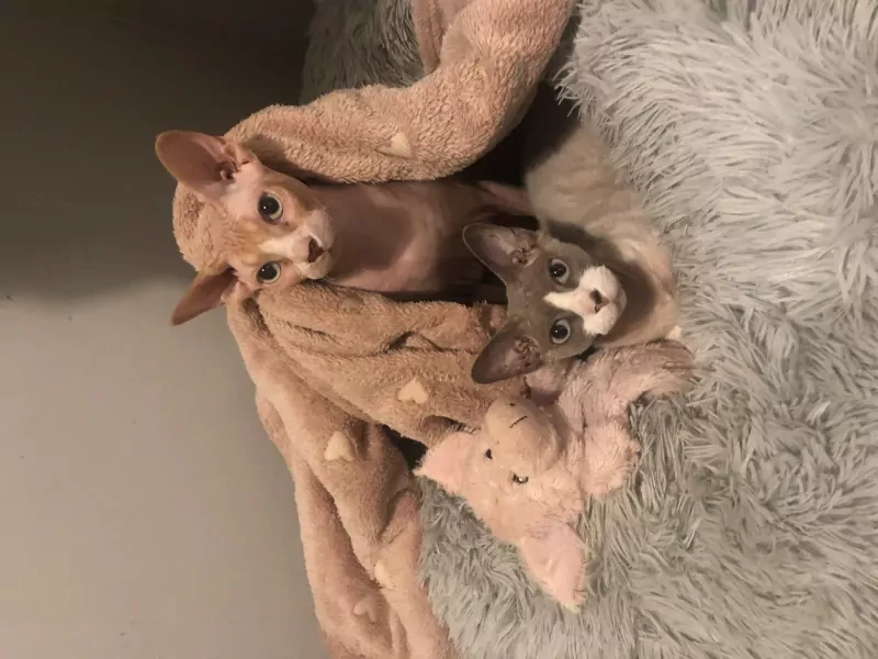 Twee aanhankelijke Sphynx katten zoeken een blijvend thuis - afbeelding 4