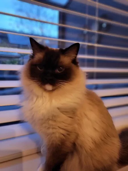Ragdolls Luna & Simba - afbeelding 6