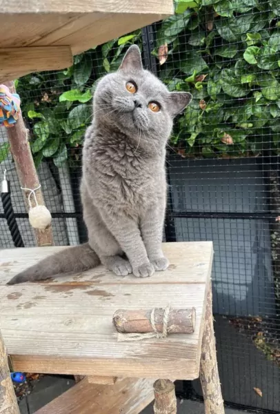 Britse korthaar kittens - afbeelding 4