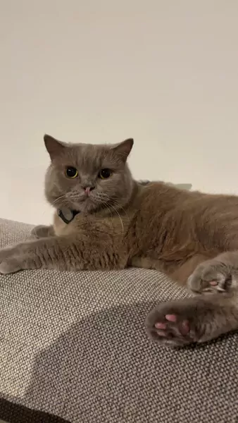 Britse Korthaar Coco zoekt een liefdevol nieuw thuis 🐾 - afbeelding 2